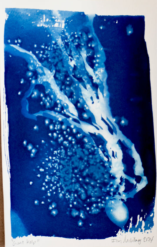 Kelp Cyanotype - K21