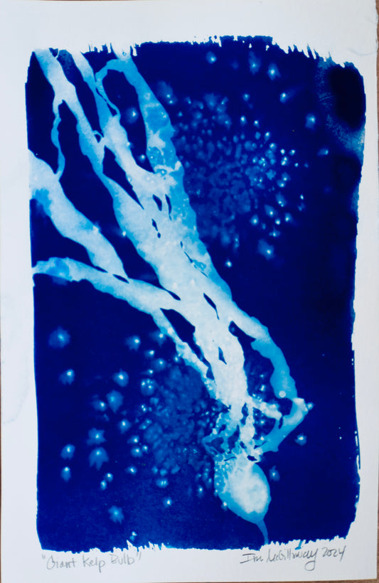 Kelp Cyanotype - K17